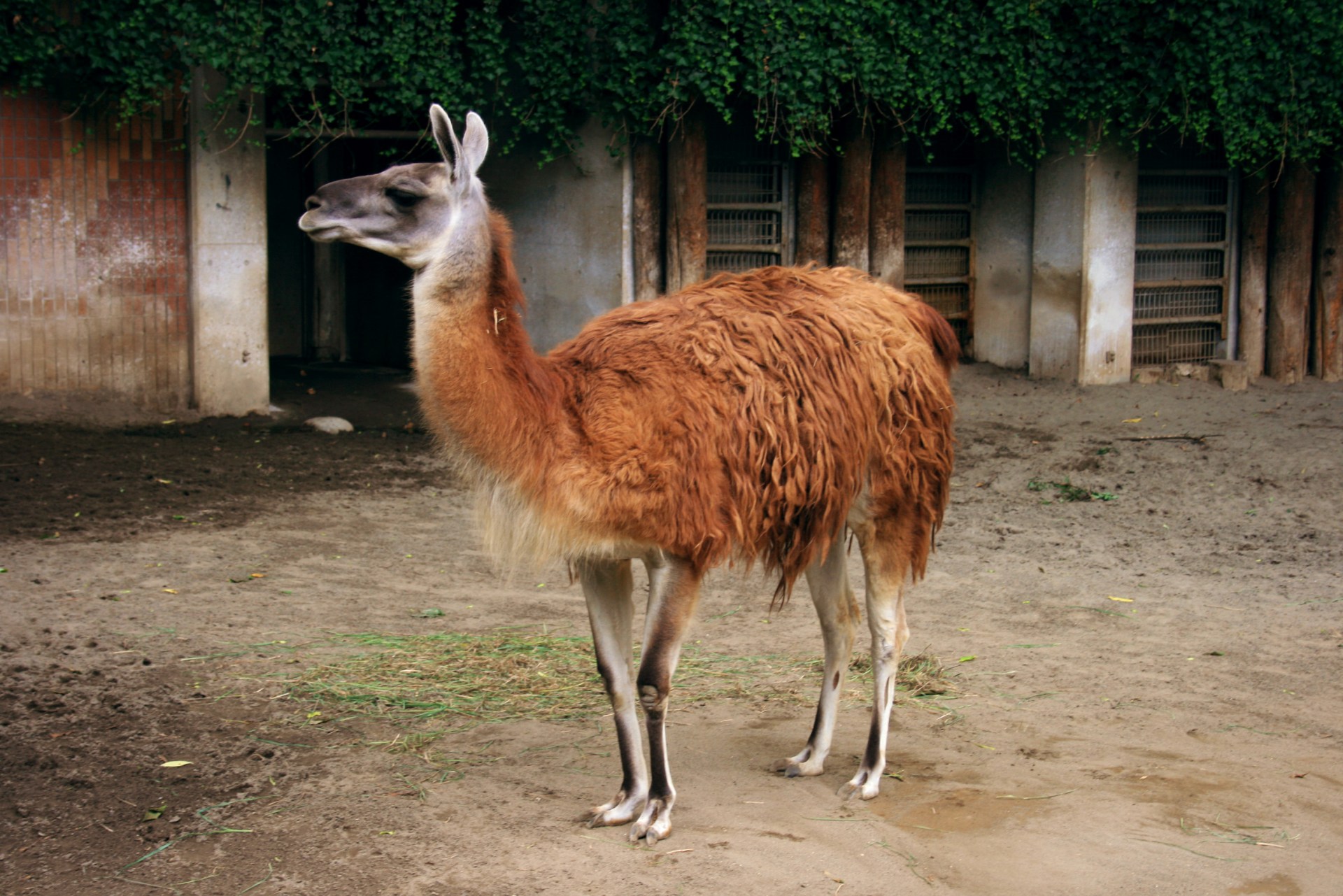 llama