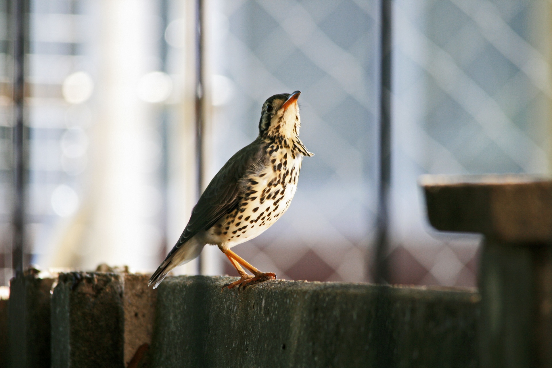 groundscraper-thrush-2